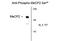 Methyl-CpG Binding Protein 2 antibody, GTX82658, GeneTex, Western Blot image 