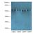 Tripartite motif-containing protein 15 antibody, A61490-100, Epigentek, Western Blot image 