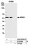 RNA methyltransferase-like protein 1 antibody, A305-874A-M, Bethyl Labs, Immunoprecipitation image 