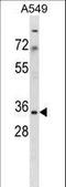 Mitochondrial Ribosomal Protein S15 antibody, LS-C164635, Lifespan Biosciences, Western Blot image 