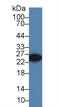 Dickkopf Like Acrosomal Protein 1 antibody, LS-C728757, Lifespan Biosciences, Western Blot image 