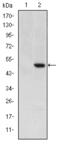 Teratocarcinoma-Derived Growth Factor 1 antibody, M03105, Boster Biological Technology, Western Blot image 