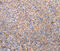 Perilipin 2 antibody, MBS2517429, MyBioSource, Immunohistochemistry frozen image 