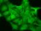 Gamma-Aminobutyric Acid Type A Receptor Delta Subunit antibody, NBP1-47616, Novus Biologicals, Immunofluorescence image 