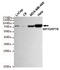 Heat Shock Protein Family A (Hsp70) Member 5 antibody, STJ99069, St John