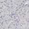 Sperm Acrosome Associated 1 antibody, PA5-55400, Invitrogen Antibodies, Immunohistochemistry frozen image 