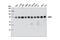 Dynamin 1 Like antibody, 5391S, Cell Signaling Technology, Western Blot image 