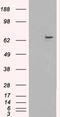 Fanconi anemia group G protein homolog antibody, EB06113, Everest Biotech, Western Blot image 