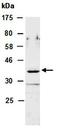 NK2 Homeobox 1 antibody, orb67297, Biorbyt, Western Blot image 