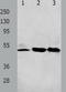 PAR-1 antibody, TA321416, Origene, Western Blot image 