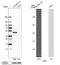 WD Repeat Domain, Phosphoinositide Interacting 1 antibody, NBP1-88878, Novus Biologicals, Western Blot image 