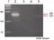 Helicase Like Transcription Factor antibody, ab17984, Abcam, Chromatin Immunoprecipitation image 