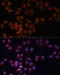 ADAM Metallopeptidase Domain 15 antibody, 23-160, ProSci, Immunofluorescence image 