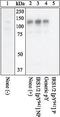 Insulin Receptor Substrate 1 antibody, 44-820G, Invitrogen Antibodies, Western Blot image 