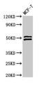 Neutrophil Cytosolic Factor 2 antibody, CSB-PA015528LA01HU, Cusabio, Western Blot image 