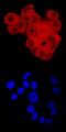 Aryl Hydrocarbon Receptor Nuclear Translocator antibody, AF5630, R&D Systems, Immunocytochemistry image 