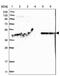 Phosphatidylserine Decarboxylase antibody, PA5-56634, Invitrogen Antibodies, Western Blot image 