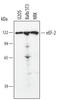 Eukaryotic Translation Elongation Factor 2 antibody, AF3806, R&D Systems, Western Blot image 