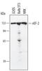 Eukaryotic Translation Elongation Factor 2 antibody, AF3806, R&D Systems, Western Blot image 