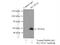 Solute Carrier Family 45 Member 2 antibody, 10453-1-AP, Proteintech Group, Immunoprecipitation image 