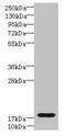 Trafficking Protein Particle Complex 6B antibody, CSB-PA803112LA01HU, Cusabio, Western Blot image 