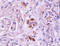 Tissue Factor Pathway Inhibitor 2 antibody, 251513, Abbiotec, Immunohistochemistry paraffin image 