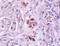 Tissue factor pathway inhibitor 2 antibody, 251513, Abbiotec, Immunohistochemistry paraffin image 