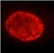 Prospero Homeobox 1 antibody, FNab06809, FineTest, Immunofluorescence image 