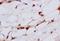 Keratin 4 antibody, orb10407, Biorbyt, Immunohistochemistry paraffin image 