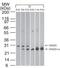 Rho GDP Dissociation Inhibitor Beta antibody, MA1-41085, Invitrogen Antibodies, Western Blot image 