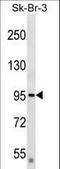 Deltex E3 Ubiquitin Ligase 3L antibody, LS-C167559, Lifespan Biosciences, Western Blot image 