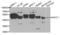 Farnesyl-Diphosphate Farnesyltransferase 1 antibody, LS-C334574, Lifespan Biosciences, Western Blot image 