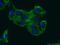 Rho Guanine Nucleotide Exchange Factor 40 antibody, 20110-1-AP, Proteintech Group, Immunofluorescence image 