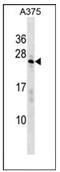 SAP Domain Containing Ribonucleoprotein antibody, AP53798PU-N, Origene, Western Blot image 