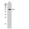 Cell Division Cycle 20 antibody, LS-C382577, Lifespan Biosciences, Western Blot image 