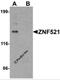 Zinc Finger Protein 521 antibody, 6859, ProSci Inc, Western Blot image 