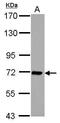 Interleukin 1 Receptor Accessory Protein antibody, PA5-28051, Invitrogen Antibodies, Western Blot image 