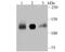 Kinesin Family Member 11 antibody, NBP2-75479, Novus Biologicals, Western Blot image 