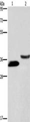 Growth Arrest Specific 1 antibody, CSB-PA063689, Cusabio, Western Blot image 