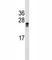 Apolipoprotein A1 antibody, F53639-0.1ML, NSJ Bioreagents, Western Blot image 