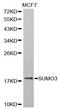 Small Ubiquitin Like Modifier 3 antibody, orb136332, Biorbyt, Western Blot image 