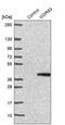 WD Repeat Domain 83 antibody, PA5-60057, Invitrogen Antibodies, Western Blot image 