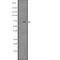 NUAK Family Kinase 2 antibody, abx147529, Abbexa, Western Blot image 