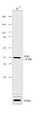 Vasoactive Intestinal Peptide Receptor 2 antibody, PA3-114, Invitrogen Antibodies, Western Blot image 