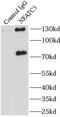 Nuclear Factor Of Activated T Cells 3 antibody, FNab05691, FineTest, Immunoprecipitation image 