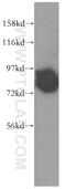 NEDD1 Gamma-Tubulin Ring Complex Targeting Factor antibody, 13993-1-AP, Proteintech Group, Western Blot image 