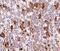 Proopiomelanocortin antibody, NBP2-29452, Novus Biologicals, Immunohistochemistry paraffin image 