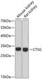 Cathepsin G antibody, 14-834, ProSci, Western Blot image 
