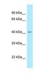 Sulfatase Modifying Factor 1 antibody, orb331268, Biorbyt, Western Blot image 