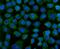 Kelch Like ECH Associated Protein 1 antibody, A00514-3, Boster Biological Technology, Immunofluorescence image 